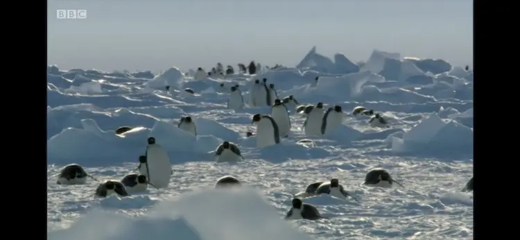 Emperor penguin (Aptenodytes forsteri) as shown in Frozen Planet - Autumn